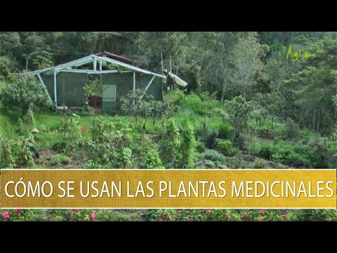 Como se usan las plantas medicinales - TvAgro por Juan Gonzalo Angel Restrepo