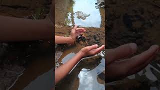 Download lagu Cari Ikan Channa Limbata Rame Rame Di Saat Selokan Dekat Rumah Air Nya Sedikit #shorts #anganwij mp3