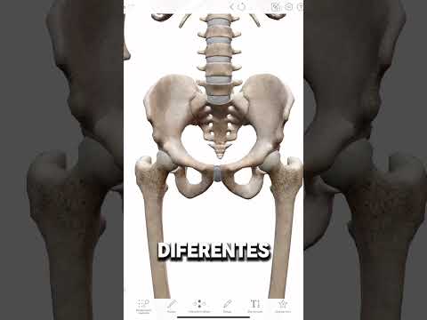 HUESOS DE LA CADERA!! #anatomia #anatomy #anatomiafacil