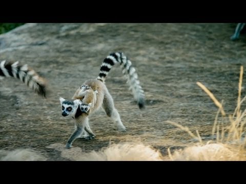 Island of Lemurs: Madagascar (TV Spot 1)
