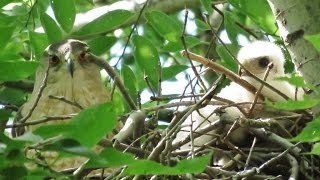 Nesting Cooper's Hawks 2016