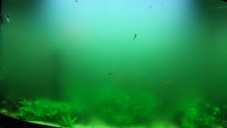 HOW TO: Fix a Cloudy Aquarium