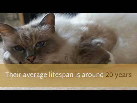 11 Facinating Facts You May Not Know About Birman Cat
