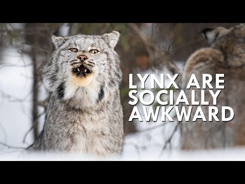 Canada Lynx Are Majestic Until You Hear Them Scream