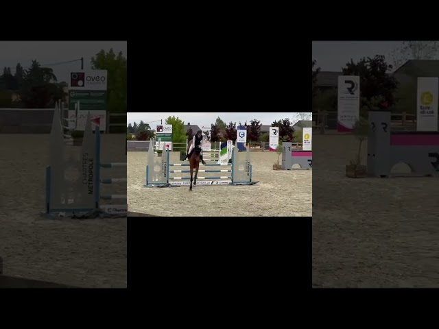 Mare BWP Belgian Warmblood For sale 2021 Bay