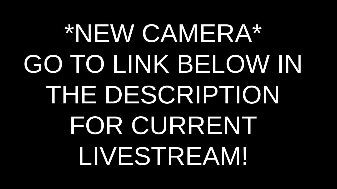 LIVE Bird Feeder and Wildlife Cam (4K) Gettysburg PA, over 30 species identified.