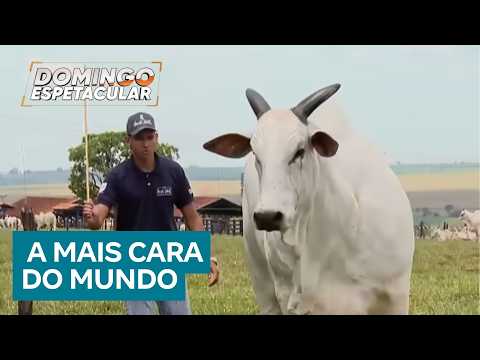 A cow from Paraná becomes the most expensive in the world and attracts famous investors in Brazil.