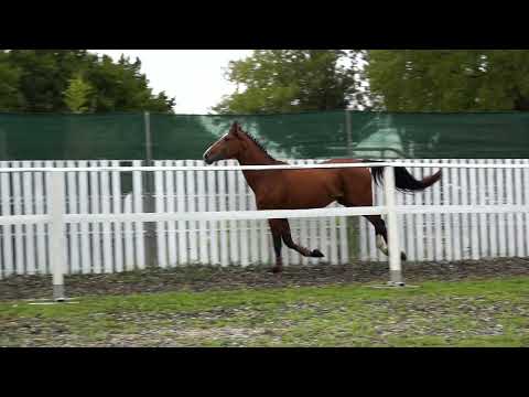 Albert Royal 2000 Z