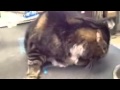 Cat Making Funny Sounds At Vet