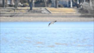 preview picture of video 'A Sunday Afternoon with the City Park Ospreys'