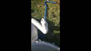 Video preview image #1 Lab-Pointer Puppy For Sale in Kennesaw, GA, USA