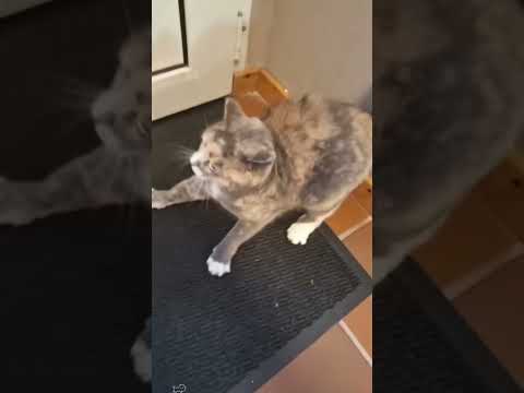 Part 96 #funny #cat#NewVideoAlert