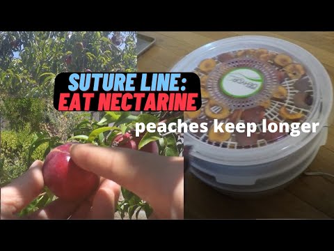 Start eating nectarines & peaches earlier & keep them longer when you have a sudden overabundance