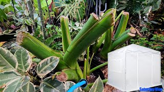 Cold Hardy Palms || New Pop Up Greenhouse From Amazon || Potting Giant Colocasias || Saturday Vlog
