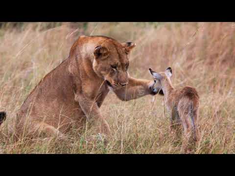 Löwe adoptiert Baby Antilope, nach Angriff auf die Mutter...