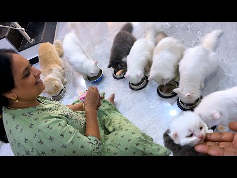 Shasha🐈family ku ennalam vangurom👍ivanga enna sapduvanga😋