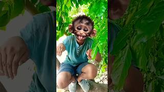 Download lagu Funny Laughing Monkey 🐵 :1 mp3