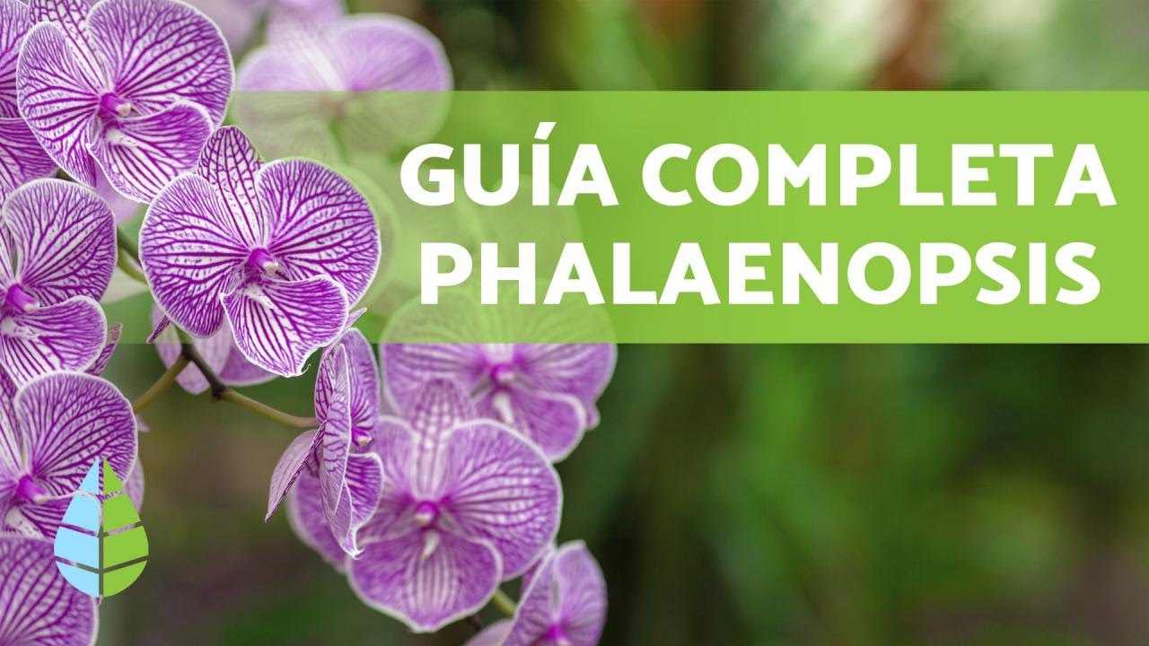 Cuidados Esenciales para la Orquídea Phalaenopsis 🌸 ¡Descubre sus Secretos!