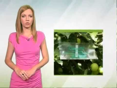 Zelena prognoza 30.6.2014. - Stanje u zasadima jabuke