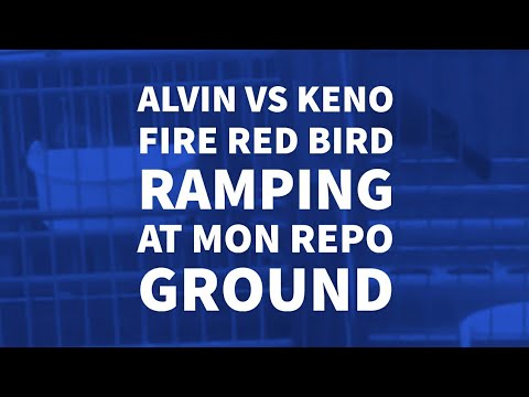 Alvin  vs Keno Fire Red Bird Ramping At Mon Repo Ground
