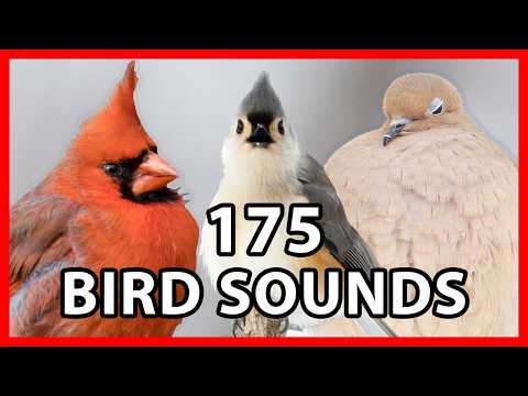 175 Bird Sounds of the United States