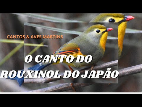 O Canto Do Rouxinol Do Japão