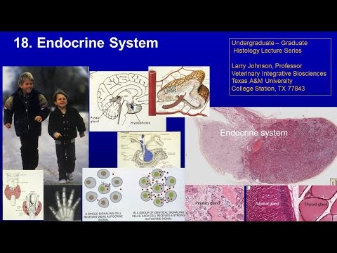 18a. Endocrine part 1 Lecture
