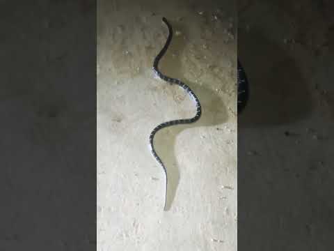 Indian common krait snake