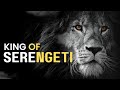 KINGS OF SERENGETI Inkahoma Lion Pride Nature Hindi Documentary Wildlife Documentary In Hindi