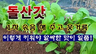 [텃밭농부 2,077]  알싸한 김장채소 돌산갓. 1차로 솎아 주고 첫 웃거름 주는 방법! #돌산갓재배