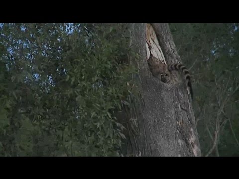 Safari Live:  Large Spotted Genet with Kit's  6:42PM  Dec 05, 2015