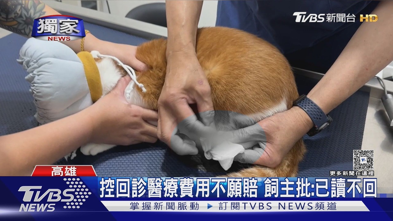獨家影音/貓咪送寵物美容「指甲滲血」 飼主控業者消極處理 店家澄清