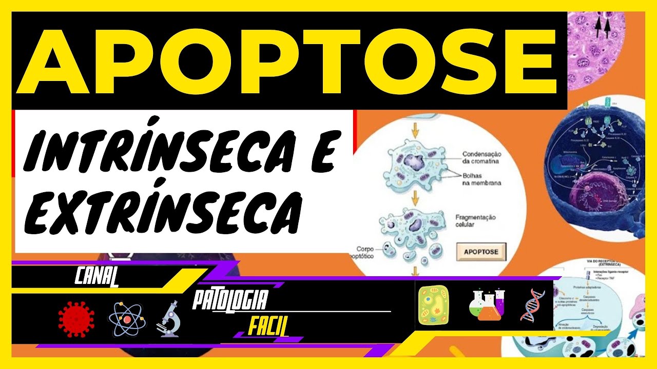 Apoptose : Via intrínseca e via extrínseca (Aula 07) [Atualizado]