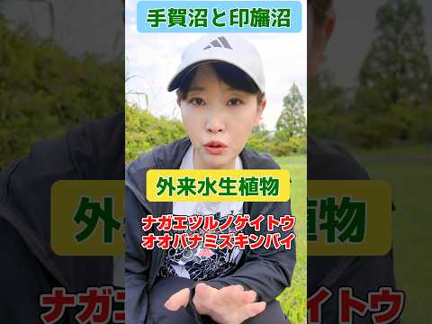 国際関係学科 手賀沼の外来水生植物の現状をお伝えします！#水野ゆうき #我孫子 #手賀沼 #外来水生植物　#外来生物 #外来種 #ナガエツルノゲイトウ #オオバナミズキンバイ　#千葉県議会議員