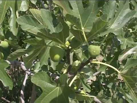 Prezentare Obiective Turistice comuna Svinita Mehedinti.mpg