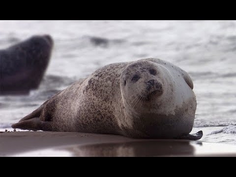 Common Seal - The British Mammal Guide