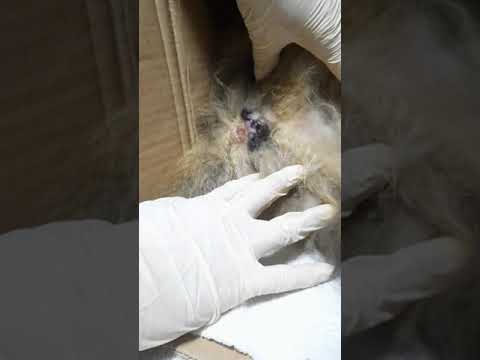 Our cat vida scream in pain while giving birth (part 2)