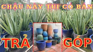 Chia Lại Cho Chú Hàng Xớm Ít Chậu Trồng Cây Nha Đam Chơi || CHẬU TRỒNG CÂY NHA ĐAM