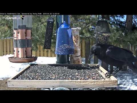 American Crow Has Ontario Feeders All To Itself – April 20, 2018