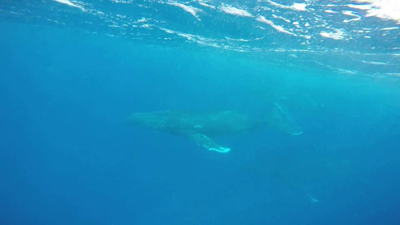 White Pearl Resorts Encounter with migrating Humpack Whales Sep 2016