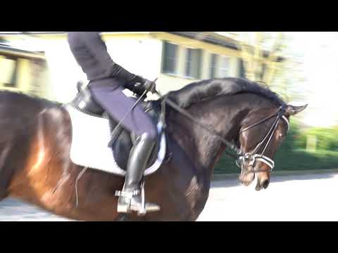 Gestüt Letter Berg, Isterberg V. Trainingstag im März 2020