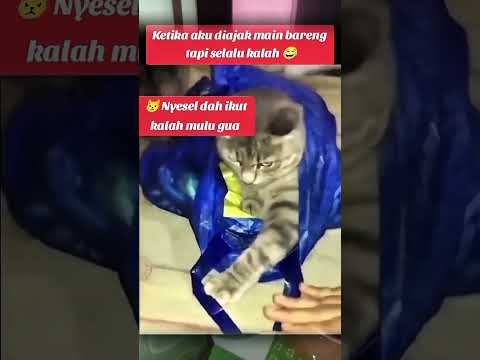 yang kalah dikresekin 🤭 #shorts #shortsviral #kucinglucu #cat