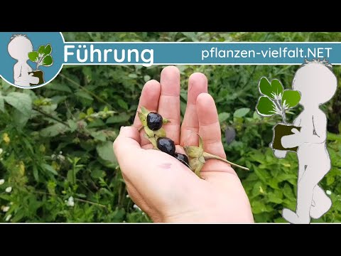 🔎 KW 31 - Wildpflanzenführung 1/1 - (Anfang August) - Giftiges, klebriges, riesiges & springendes