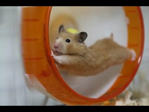 Funny hamsters in wheel videos -  Funny animals compilation 2016