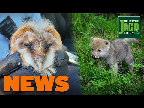 Zurück zur Kugel, Sportschützin beklaut, flauschige Gestalt - DJZ-News 27/2019