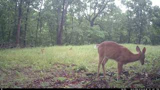 Trail Cam Tuesday  - July 23, 2024