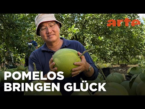 Heilig: Malaysias Pomelos | Die Welt der Zitrusfrüchte | ARTE Fernweh