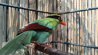 Download lagu EKEK KELING MUDA GACOR mp3 Download lagu EKEK KELING MUDA GACOR mp3