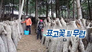 [193회_1부] 표고꽃 필 무렵