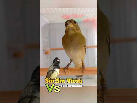 Papa-capim siu siu Viviti Vs Fêmea de coleiro chamando #Viviti #fêmeapiando #papacapimvivititeltel